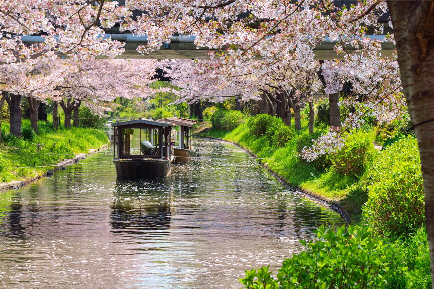 桜の撮影風景